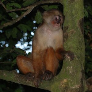 Cebus Cuscinus 2 300x300