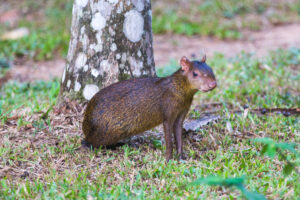 On The Rio Tambopata…Agouti 8445831384 300x200