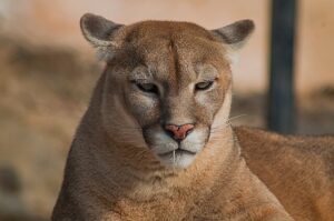 Puma Puma Concolor 20191228 300x199