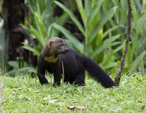Tayra Male Brazil 300x232