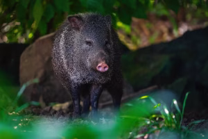 Porcinos America Sur Cuello Peccary Dicotyles Tajacu 1315486 1317 300x200