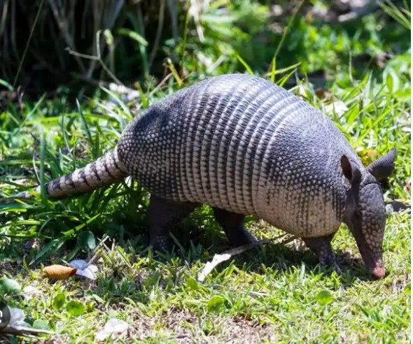 dasypus novemcinctus