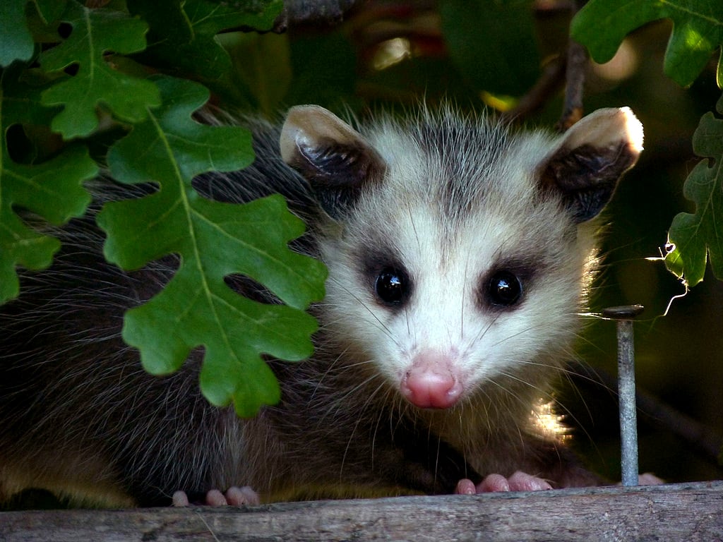 didelphis marsupialis