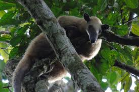 tamandua tetradactyla